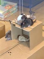 Ratten mit Käfig und viel Zubehör