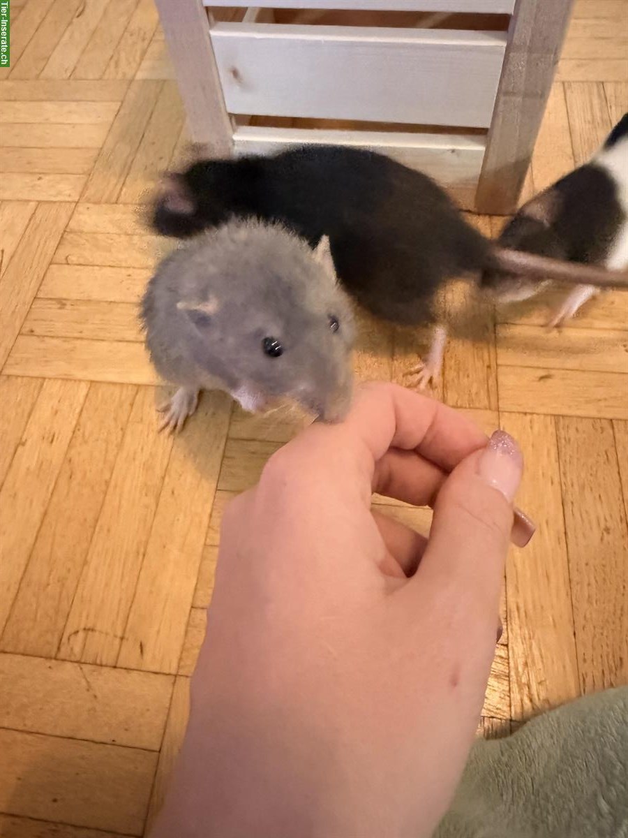 Bild 2: Ratten mit Käfig und viel Zubehör