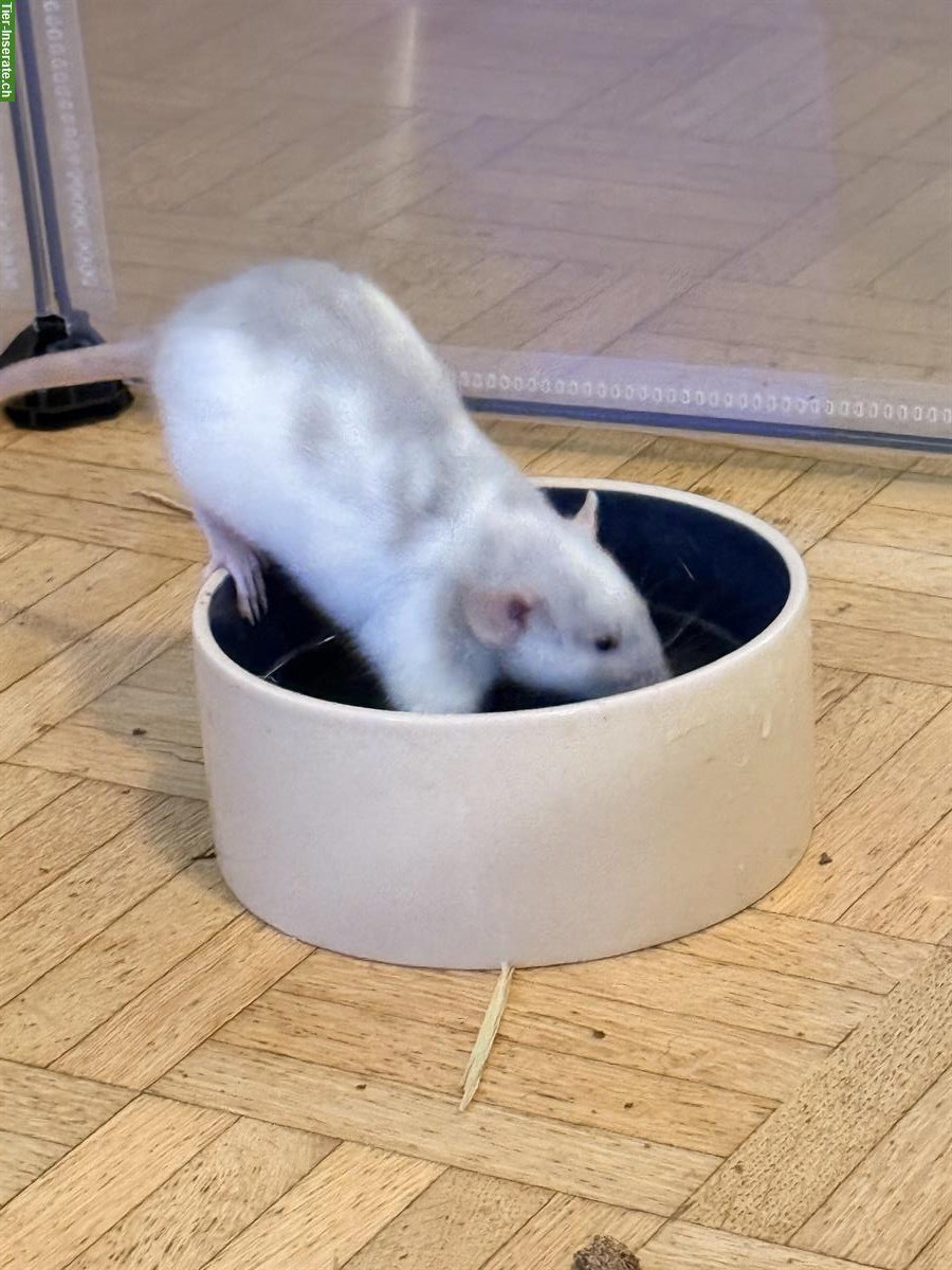 Bild 3: Ratten mit Käfig und viel Zubehör