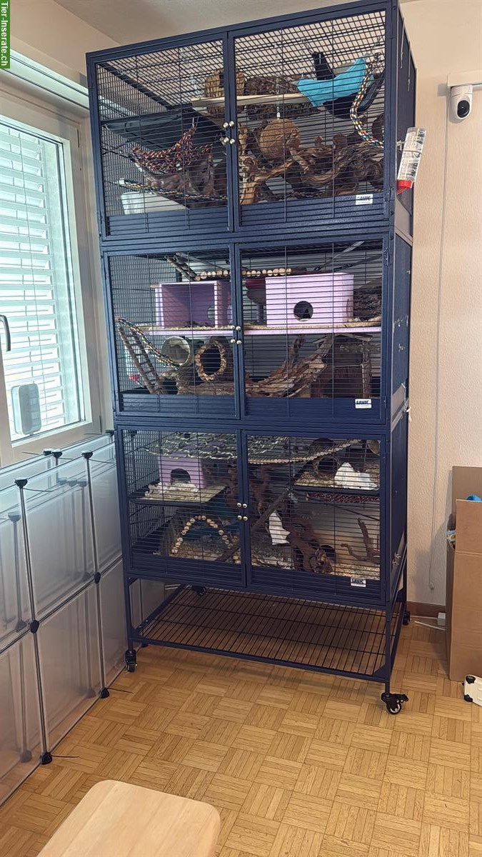 Bild 4: Ratten mit Käfig und viel Zubehör