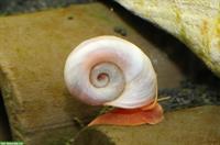 Wunderschöne Rosa Posthornschnecken PHS