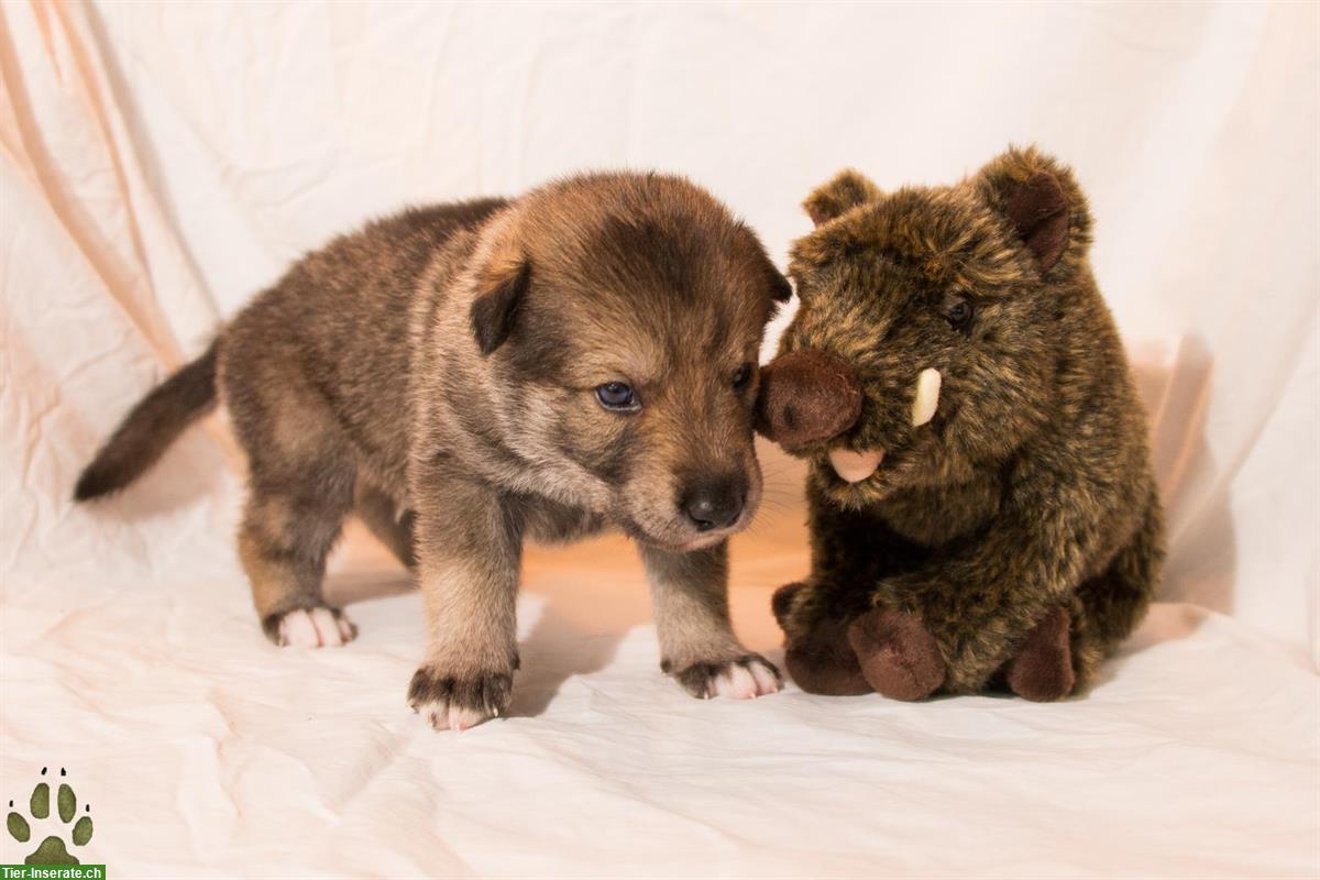 Bild 5: Northern Inuit Welpen - 2 Rüden aus liebevoller Hobbyzucht