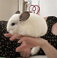 2 Chinchilla, männlich & weiblich, 1-jährig zu verkaufen