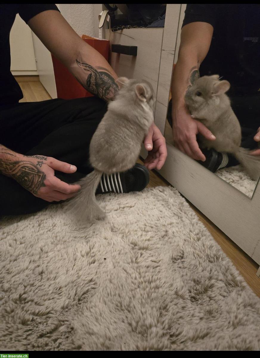Bild 2: 2 Chinchilla, männlich & weiblich, 1-jährig zu verkaufen