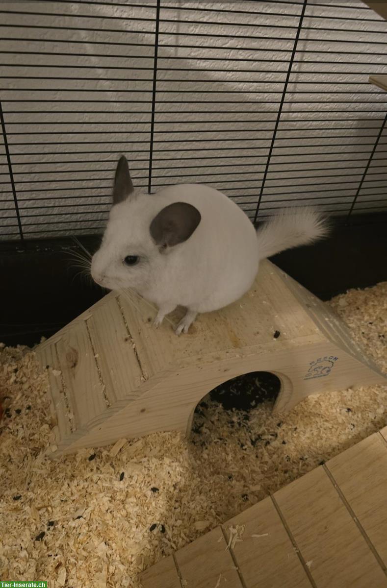 Bild 3: 2 Chinchilla, männlich & weiblich, 1-jährig zu verkaufen