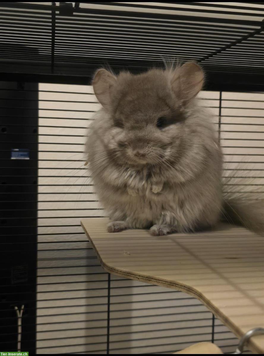 Bild 4: 2 Chinchilla, männlich & weiblich, 1-jährig zu verkaufen