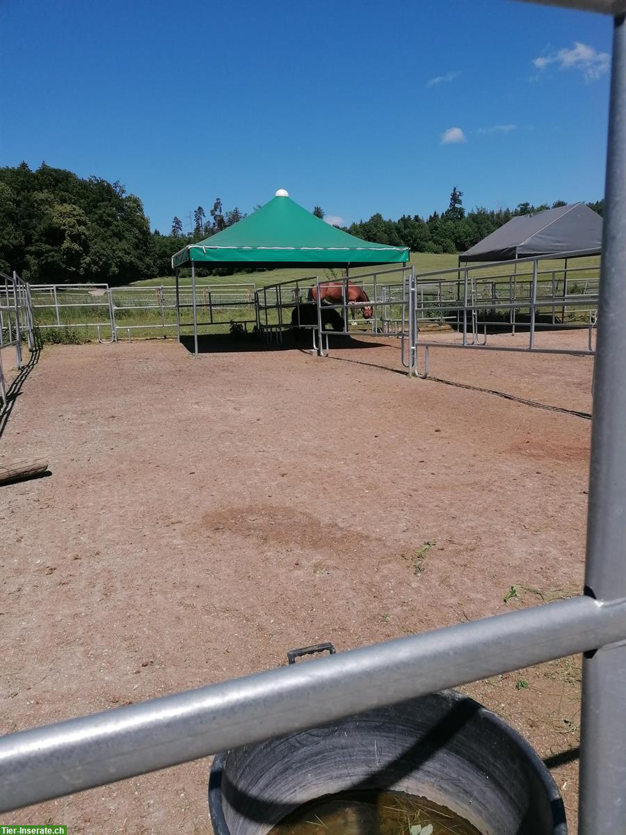 Bild 4: Pferdestall an Selbstversorger zu vermieten in Niedergösgen SO