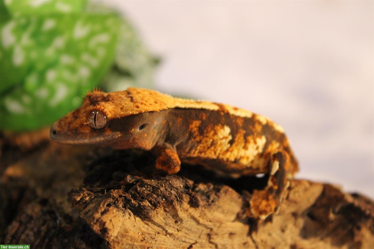 Bild 10: Verkaufen Kronengecko / Jungtiere, Harlequin + Tricolor