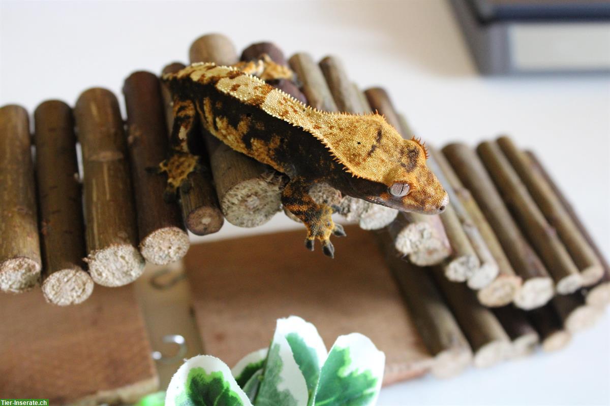 Bild 6: Verkaufen Kronengecko / Jungtiere, Harlequin + Tricolor