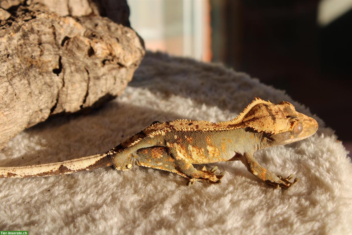 Bild 8: Verkaufen Kronengecko / Jungtiere, Harlequin + Tricolor