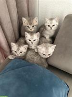 Reinrassige BKH Kitten suchen ein Zuhause