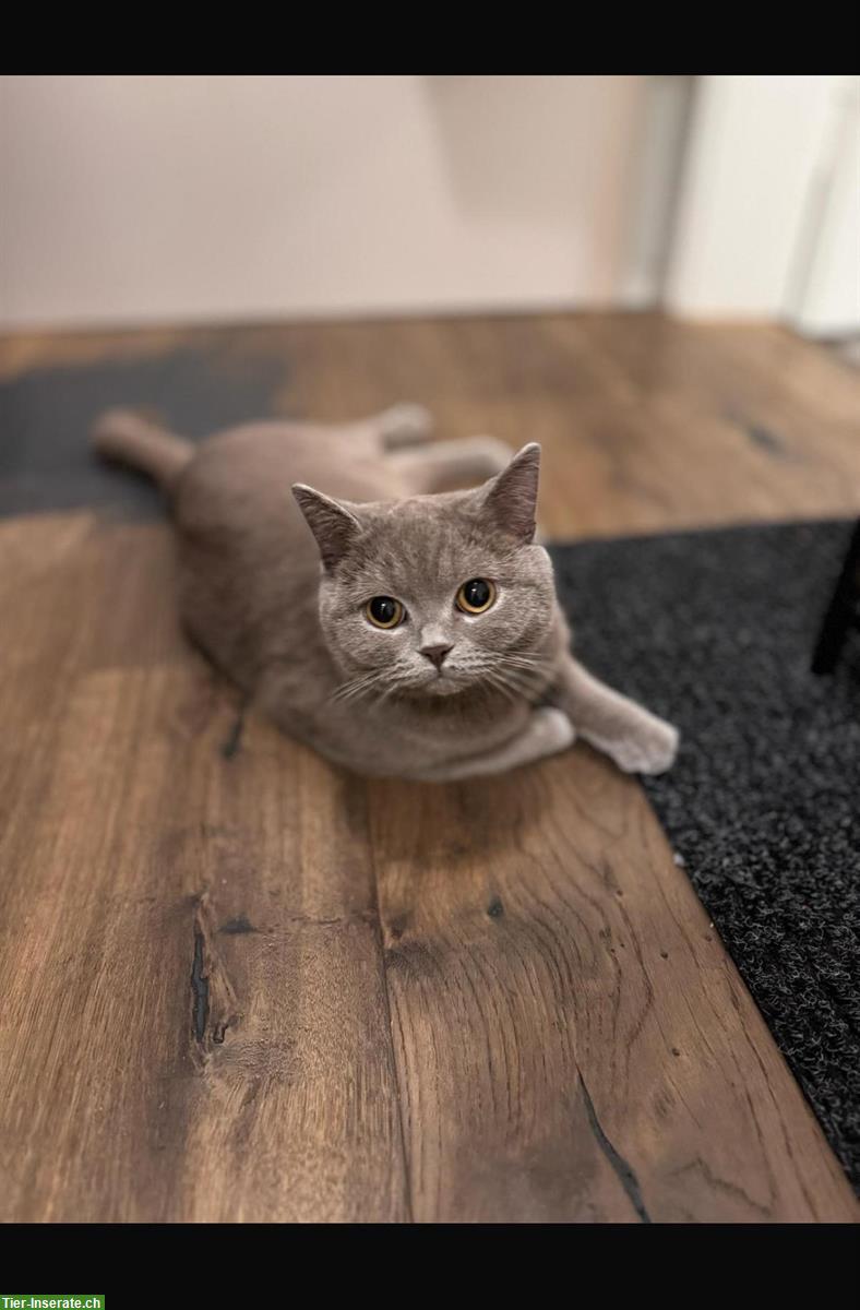 Bild 2: Reinrassige BKH Kitten suchen ein Zuhause