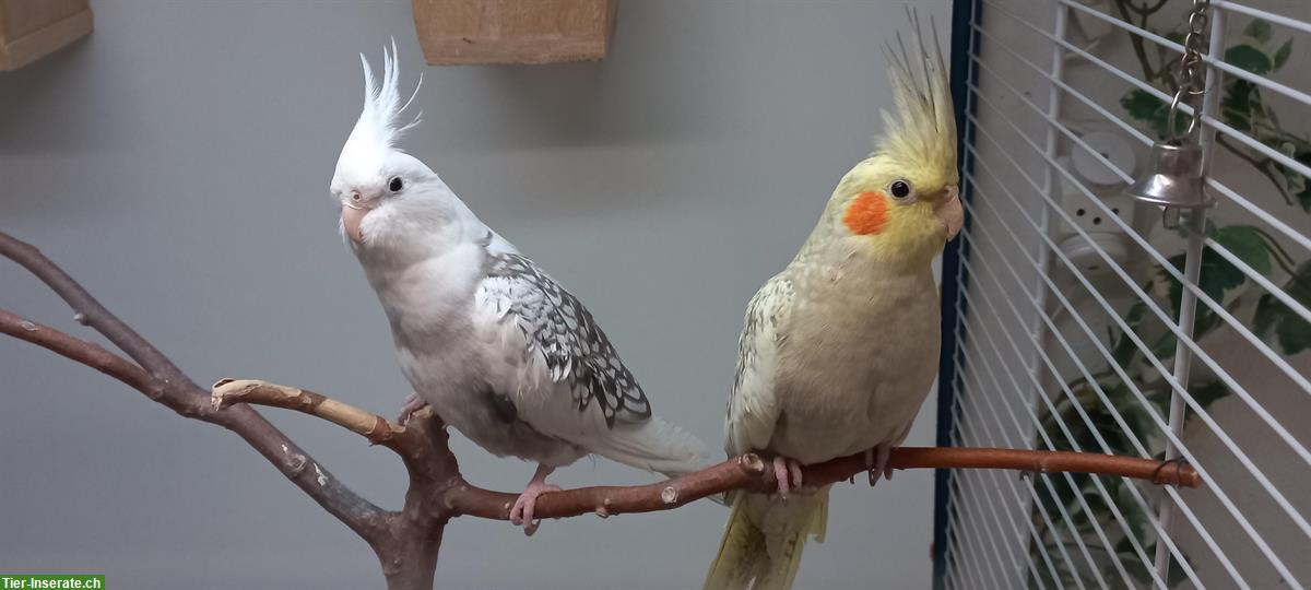 Sehr schönes Nymphensittich Pärchen zu verkaufen