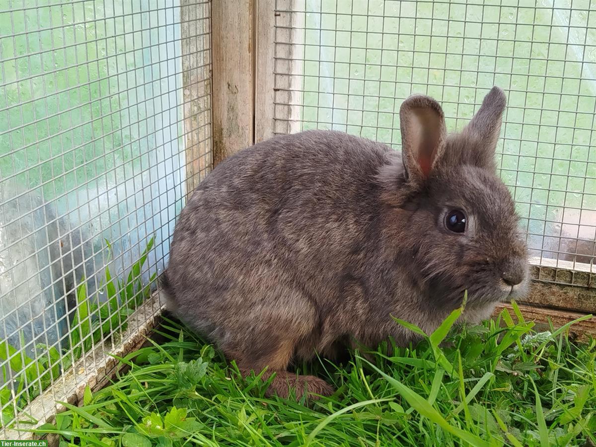 2-jähres Zwergkaninchen Weibchen