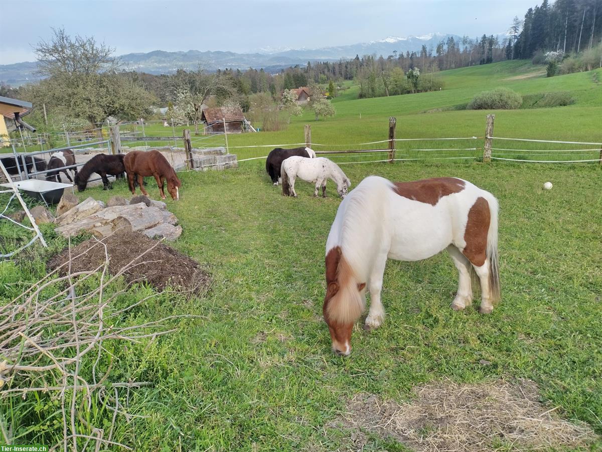 Spazier-/Pflegebeteiligungen für Ponys im ZH-Oberland