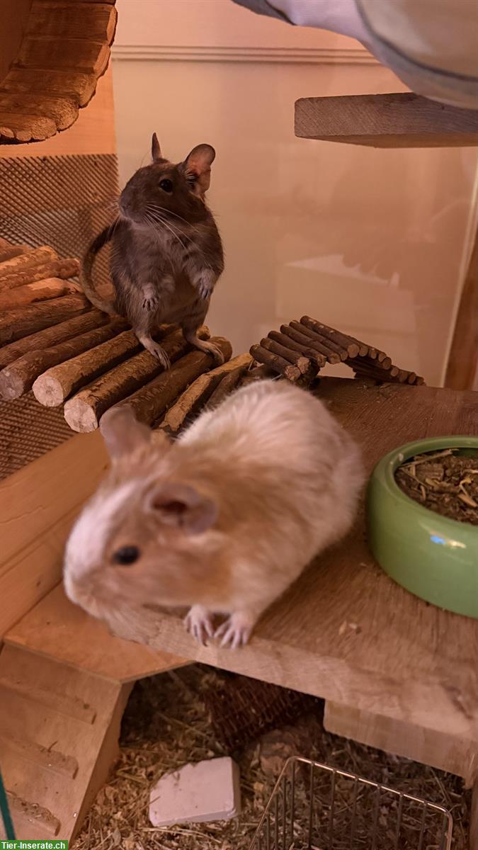 3 Degus  Mädchen 2+1 suchen ein Zuhause