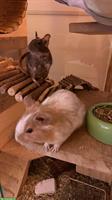 3 Degus  Mädchen 2+1 suchen ein Zuhause