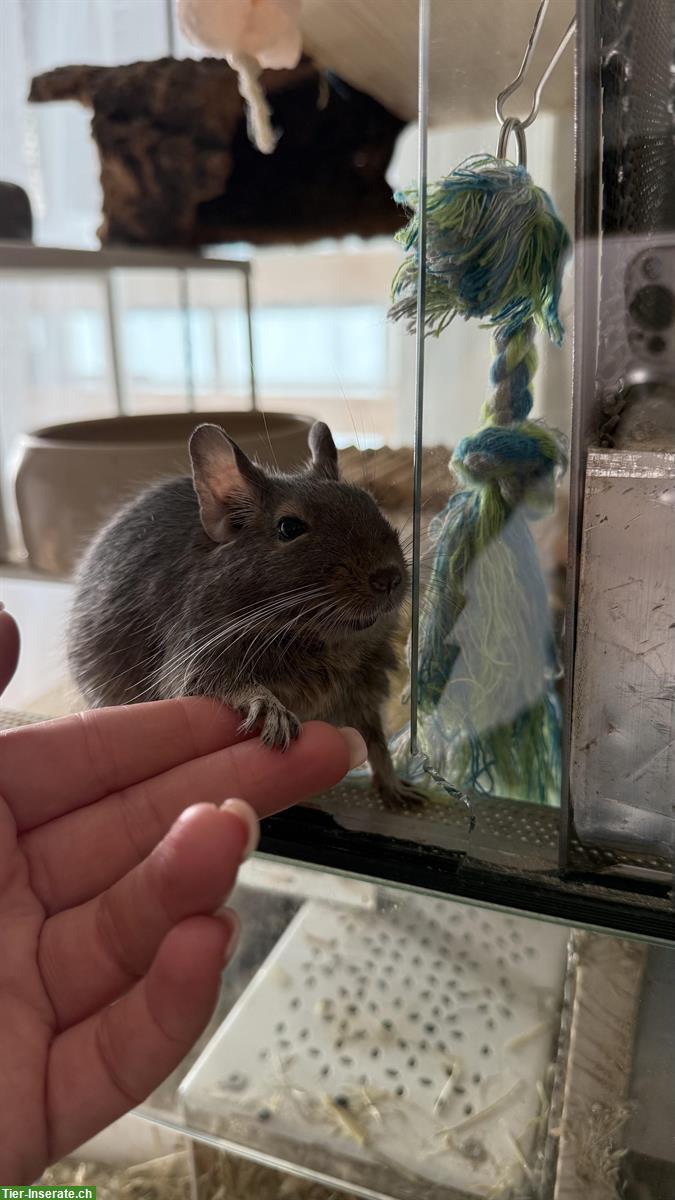 Bild 3: 3 Degus  Mädchen 2+1 suchen ein Zuhause