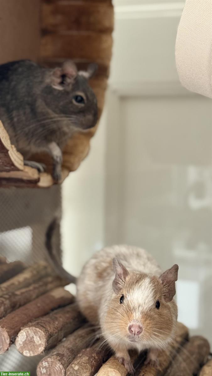 Bild 4: 3 Degus  Mädchen 2+1 suchen ein Zuhause