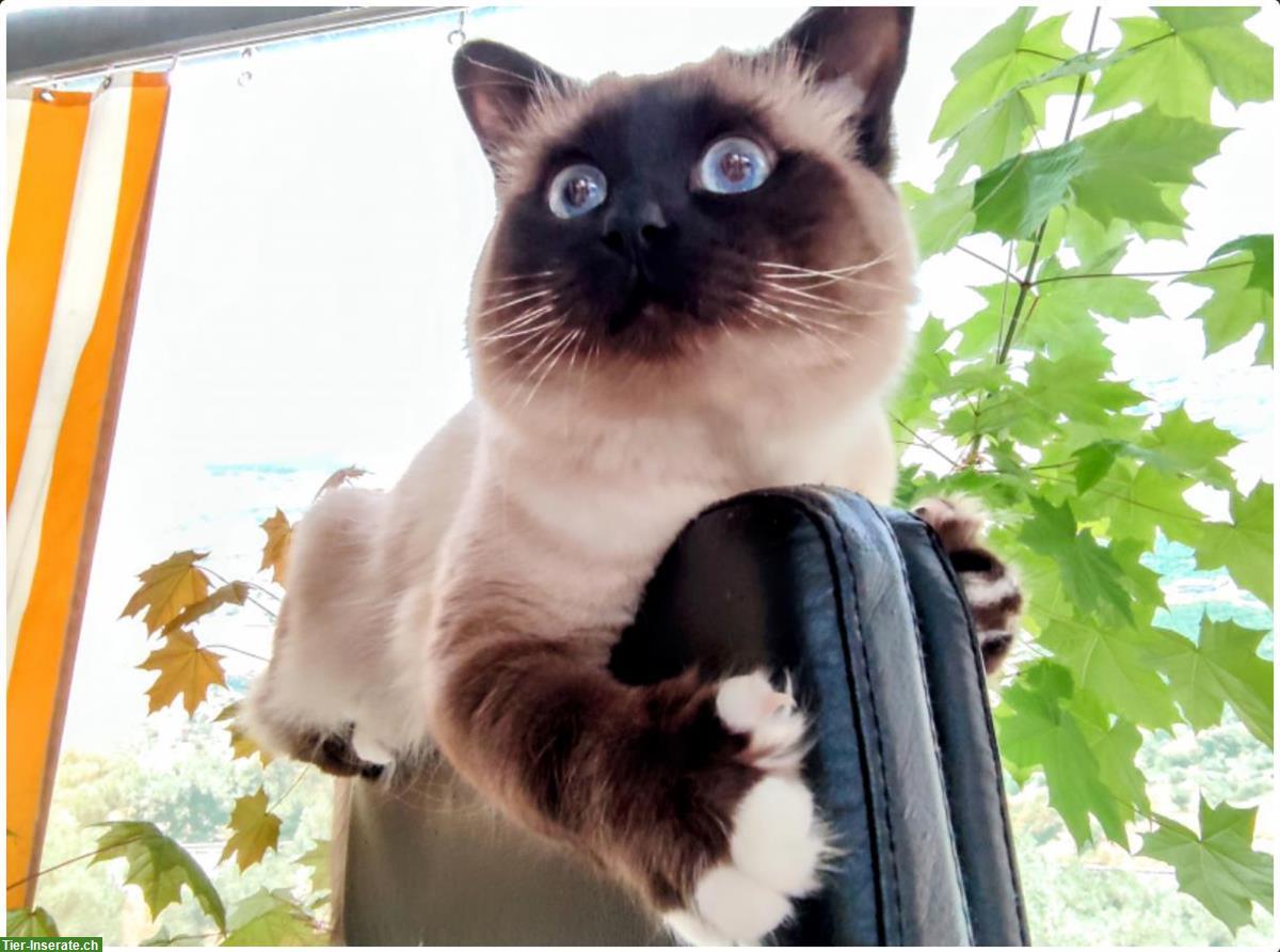 2 Deckkater: Heilige Birma & Siam Mischling