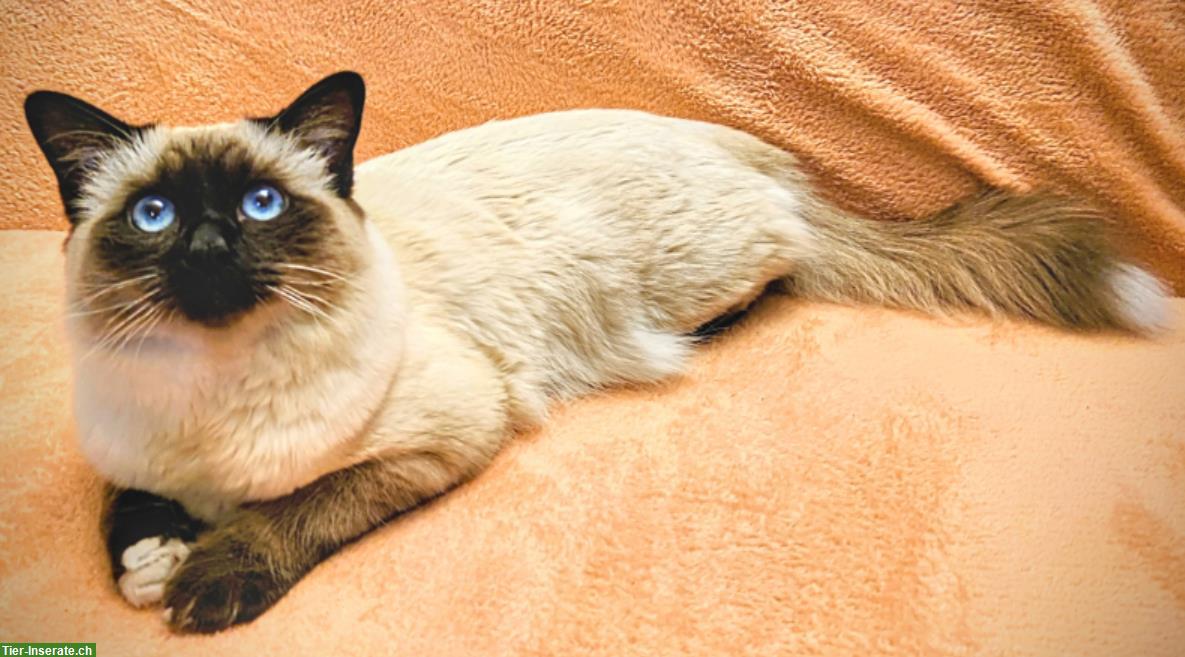 Bild 3: 2 Deckkater: Heilige Birma & Siam Mischling