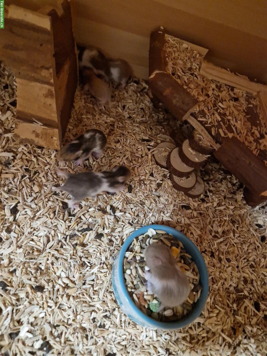 Junge Teddyhamster zu verkaufen