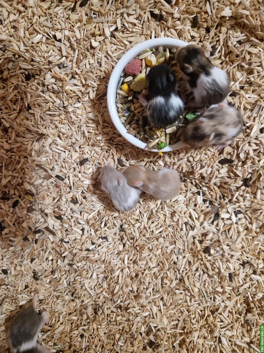 Bild 2: Junge Teddyhamster zu verkaufen
