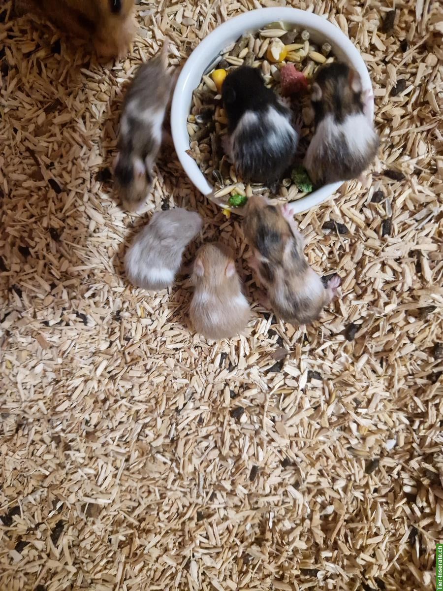 Bild 3: Junge Teddyhamster zu verkaufen