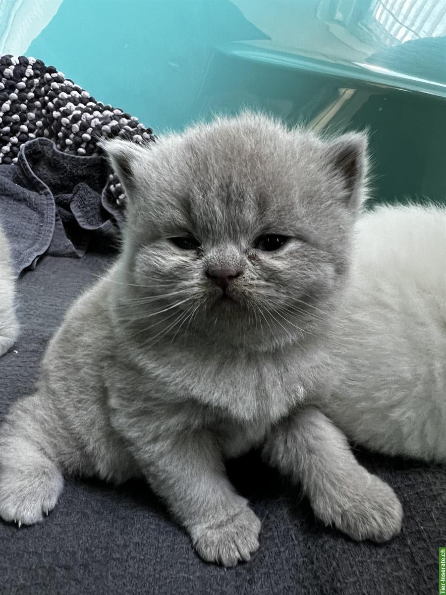 Bild 2: BKH Kitten reinrassig in blau lilac und weiss
