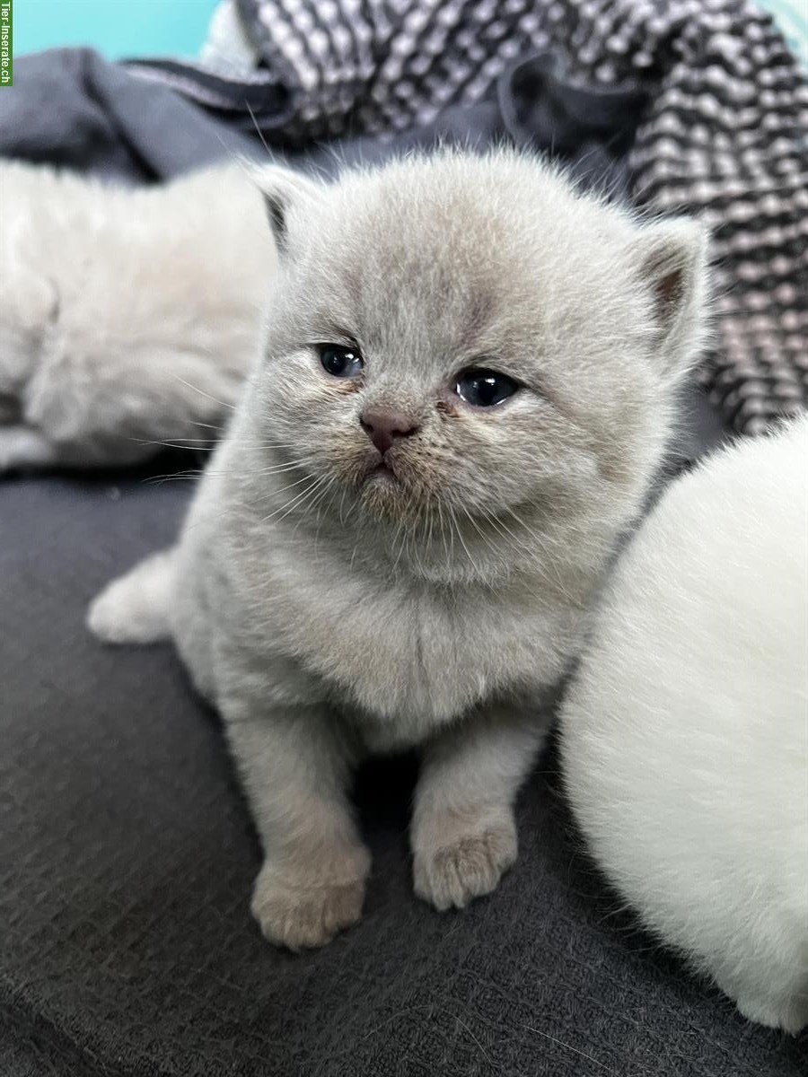 Bild 3: BKH Kitten reinrassig in blau lilac und weiss