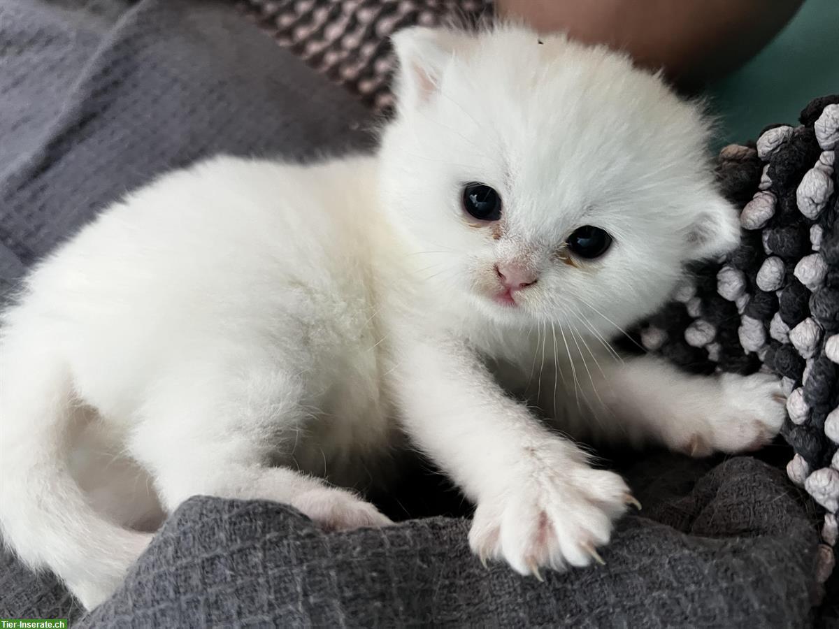 Bild 4: BKH Kitten reinrassig in blau lilac und weiss