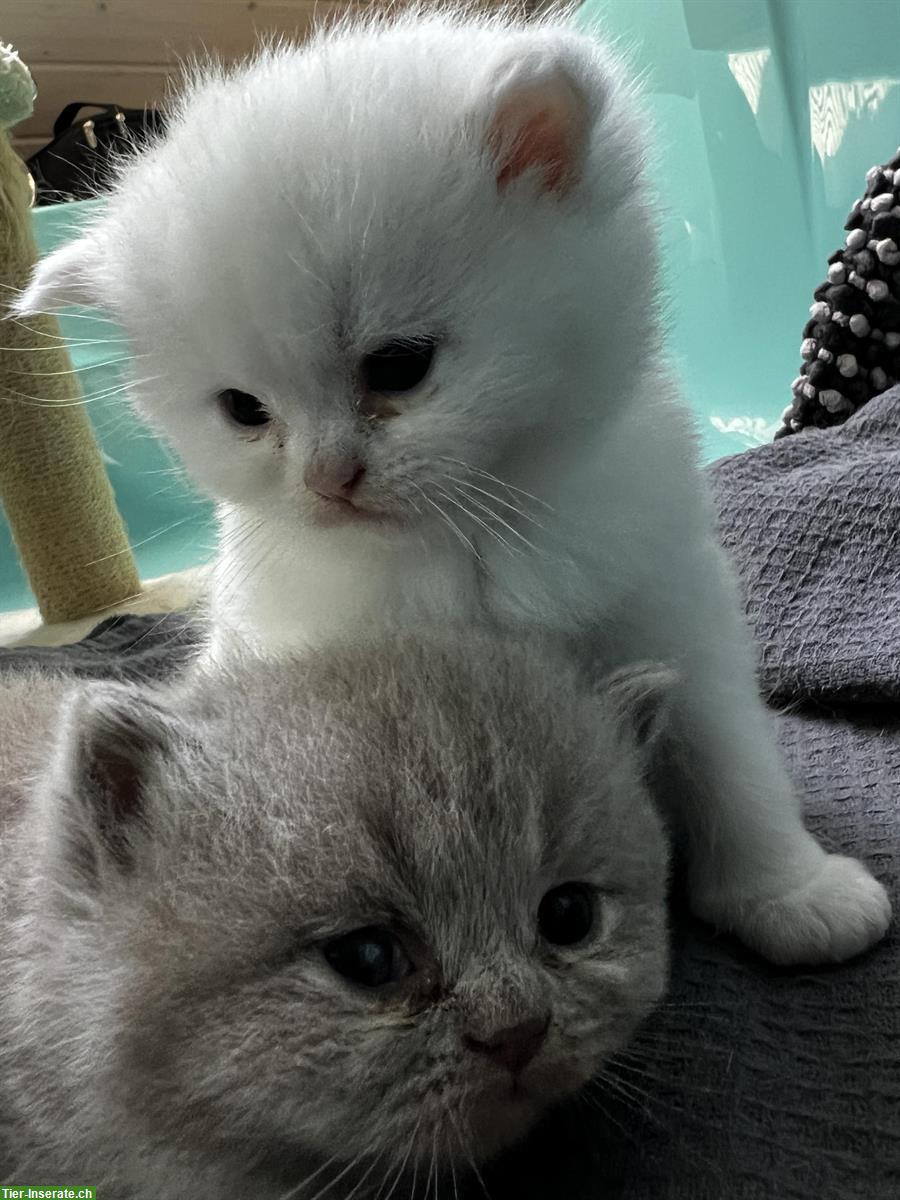 Bild 5: BKH Kitten reinrassig in blau lilac und weiss