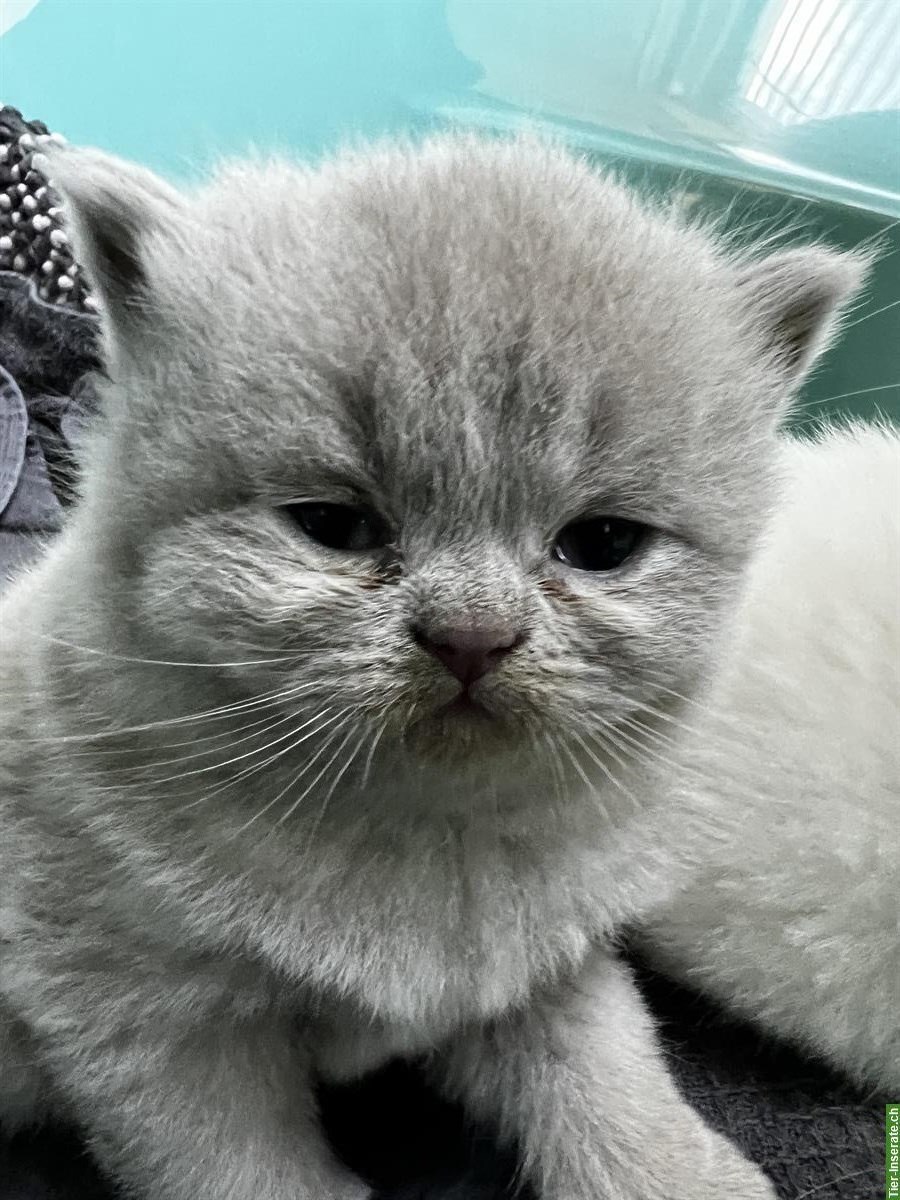 Bild 6: BKH Kitten reinrassig in blau lilac und weiss