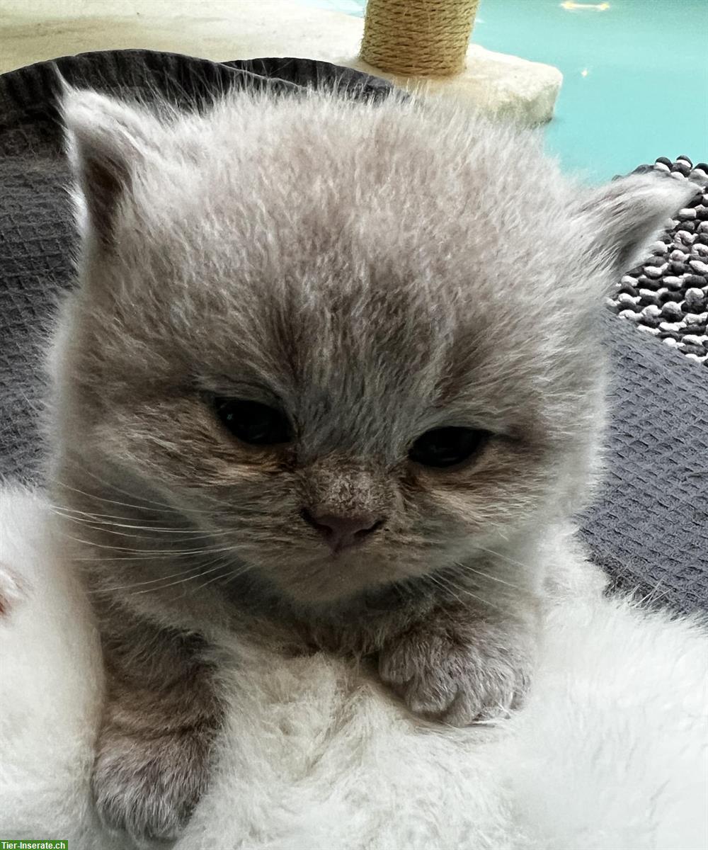 Bild 8: BKH Kitten reinrassig in blau lilac und weiss