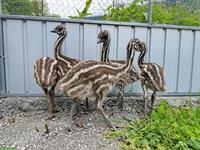Küken von Emus zu verkaufen