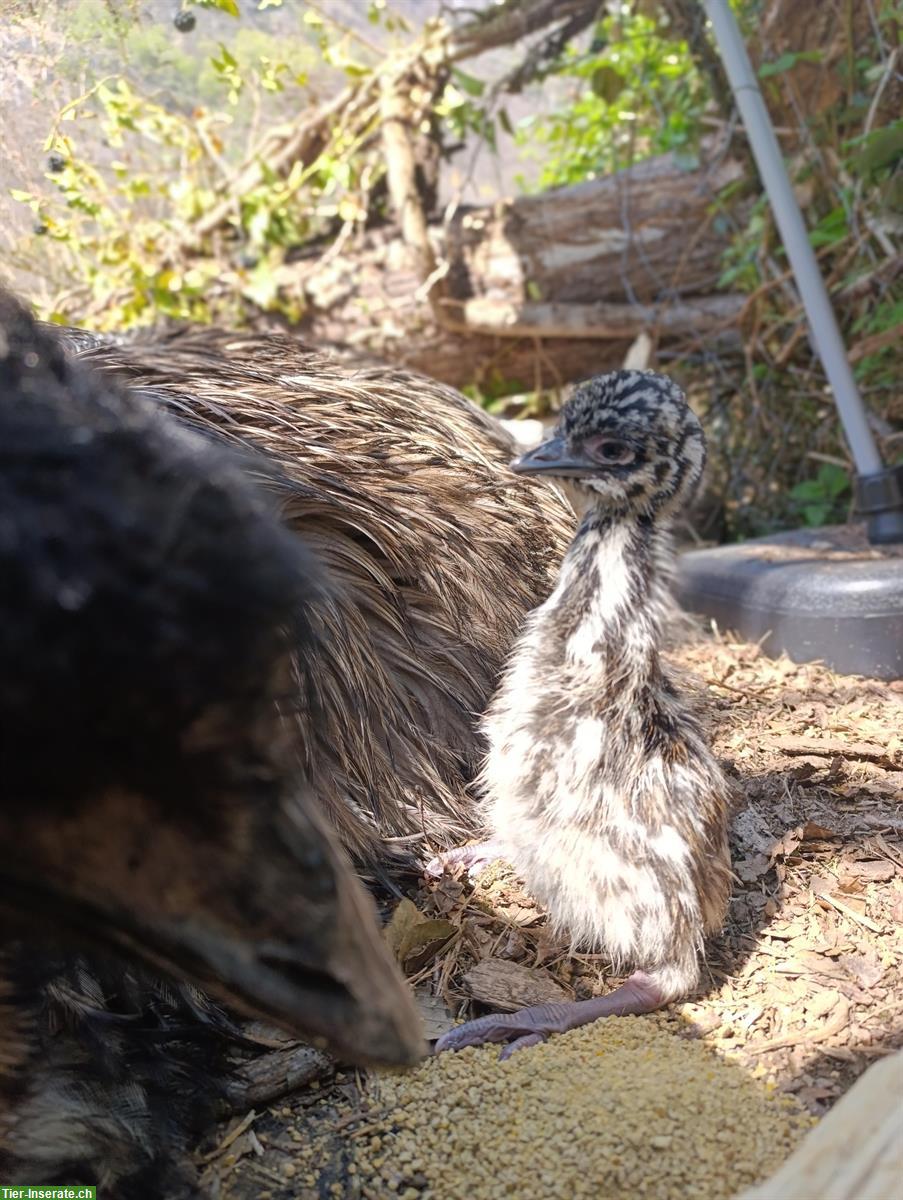 Bild 2: Küken von Emus zu verkaufen