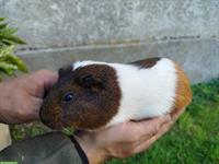 2-jährige Meerschweinchen Damen aus Hobbyzucht