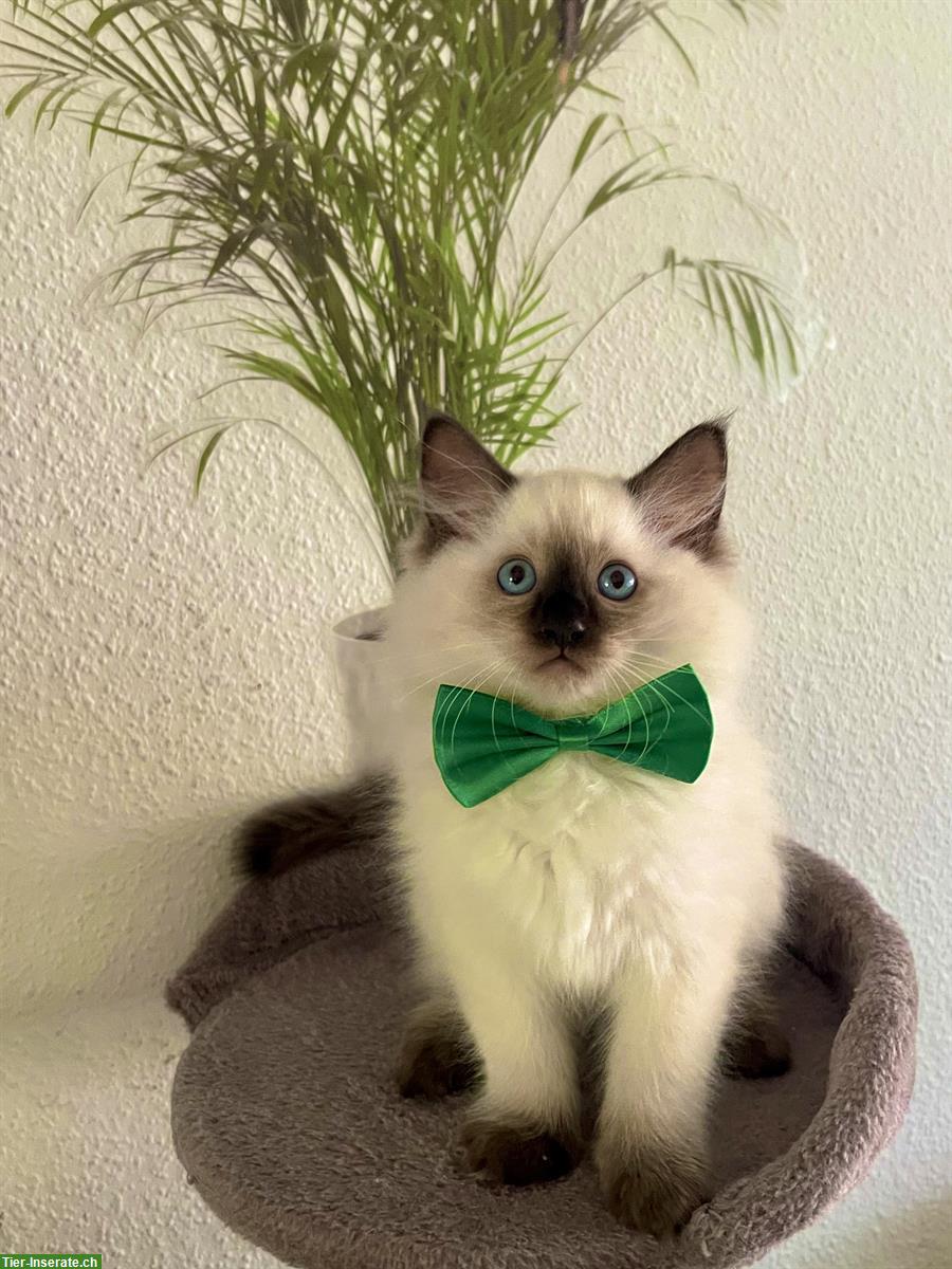 Reinrassige Ragdoll Kitten zu verkaufen