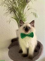 Reinrassige Ragdoll Kitten zu verkaufen