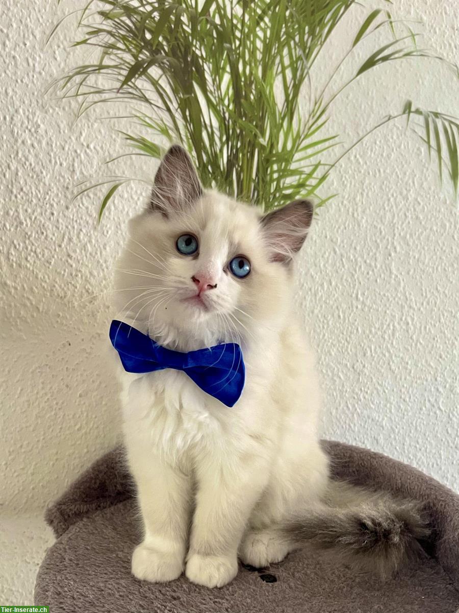 Bild 2: Reinrassige Ragdoll Kitten zu verkaufen