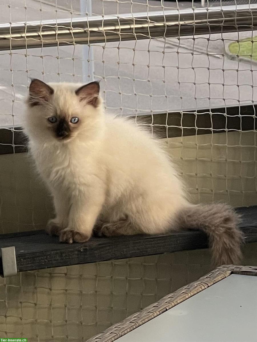 Bild 3: Reinrassige Ragdoll Kitten zu verkaufen