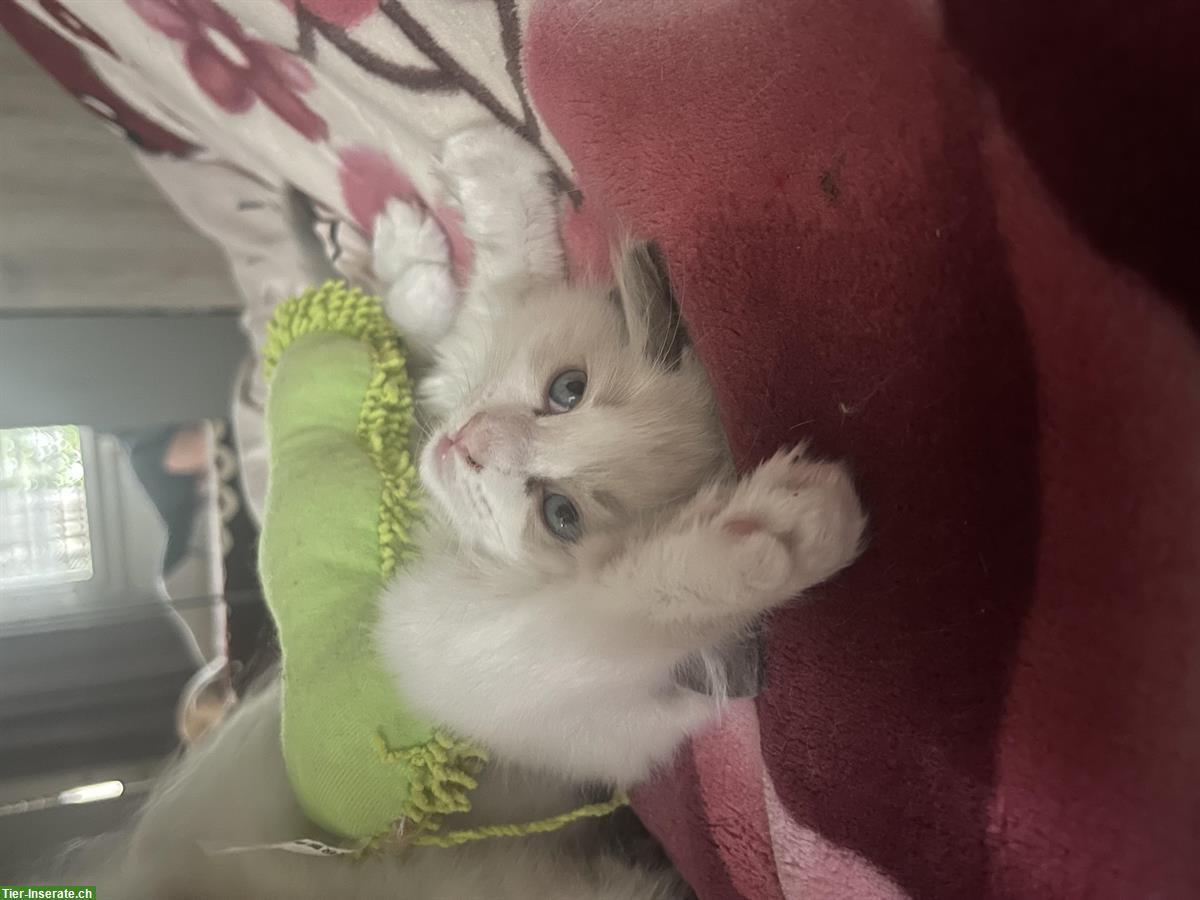 Bild 4: Reinrassige Ragdoll Kitten zu verkaufen