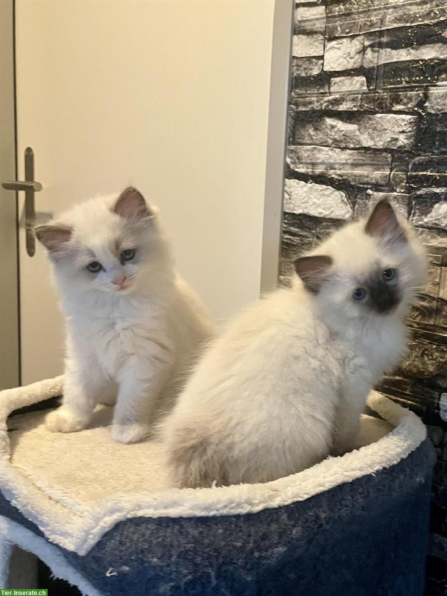 Bild 5: Reinrassige Ragdoll Kitten zu verkaufen