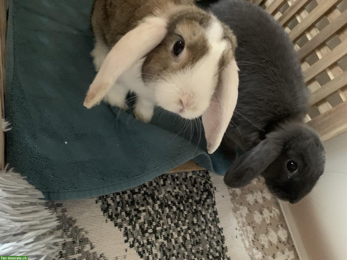 Zwergwidder Kaninchen suchen neues Zuhause