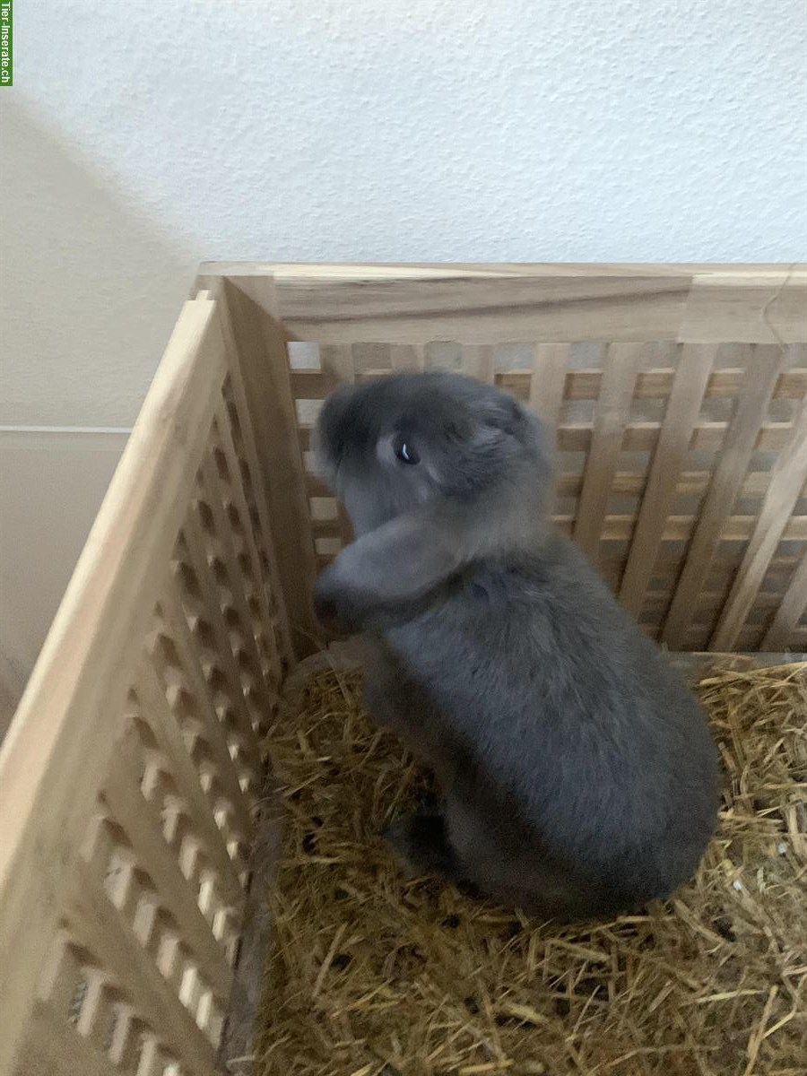 Bild 3: Zwergwidder Kaninchen suchen neues Zuhause
