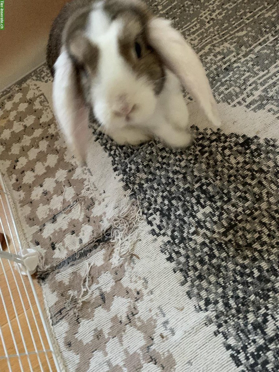 Bild 4: Zwergwidder Kaninchen suchen neues Zuhause