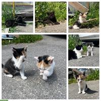 5 süsse Bauernhof-Kitten suchen liebes Zuhause