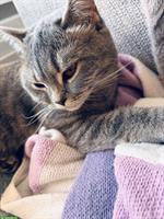 Britisch Kurzhaar Katze, 10 Monate alt zu verkaufen