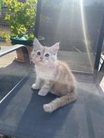 Stubenreine Maine Coon Kitten zu verkaufen