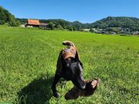 Friedliche Malinois Hündin, 7-jährig, unkastriert